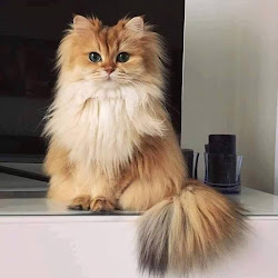 شبيه الريح