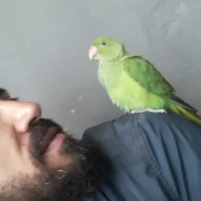 Sedat polat
