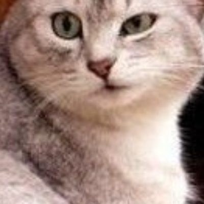 «Delnadris»