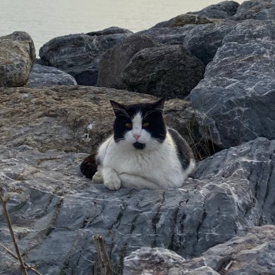 Istanbul_Kittens