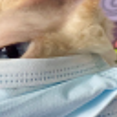 Wilton Manors Animal Hospital