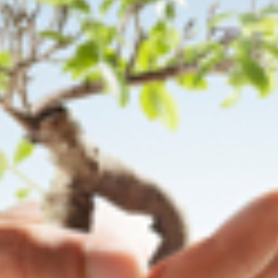 Bud's Tree Care