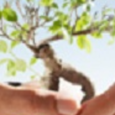 H & H Tree Services Inc.