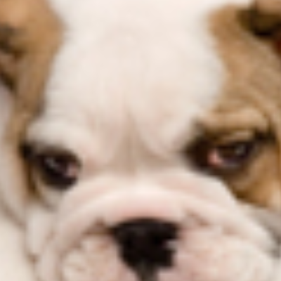 Shaggy's Dog Wash & Grooming