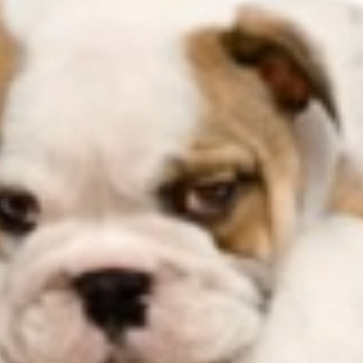Dog Kidz Country Daycare & Boarding