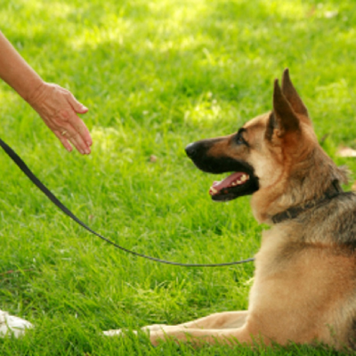 Pro Canine Center