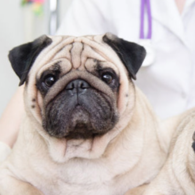 Valley Dog and Cat Hospital