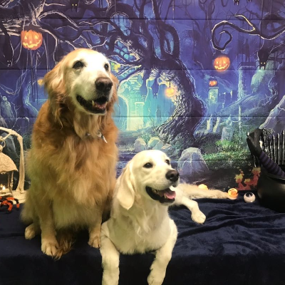 The Pet Pawlor