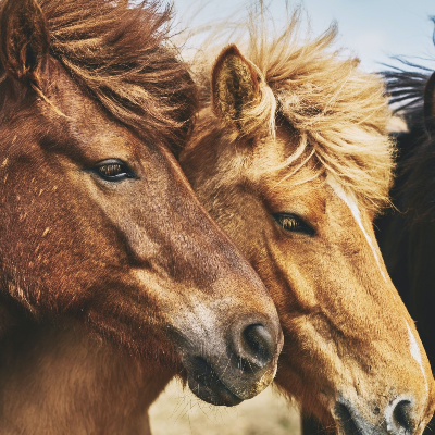 North Wind Stables Ltd