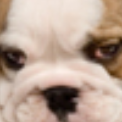 All About Pets