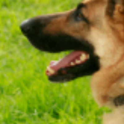 Sit Means Sit Dog Training