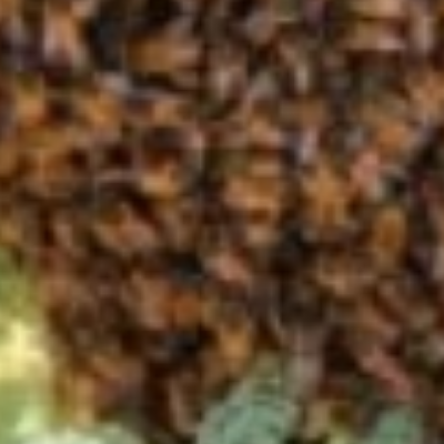 Rush Termite & Pest Control