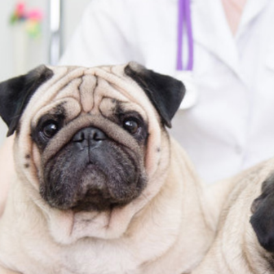 Fort Oglethorpe Pet Wellness Center