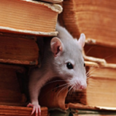 Premier Termite & Pest Control Company