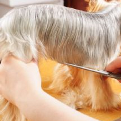 Rover Makeover Grooming