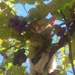 Хочу Чай