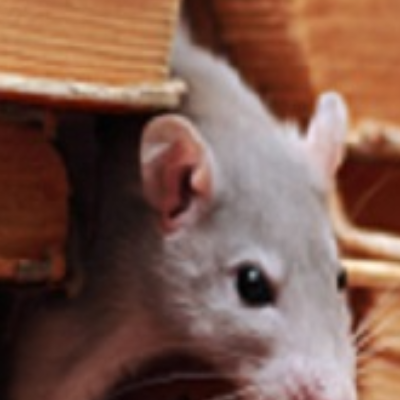 Arab Termite & Pest Control, Inc.