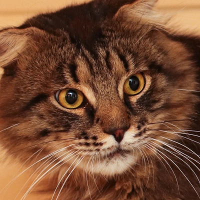 The hope of cats