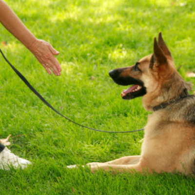 Southern Nevada Dog Training