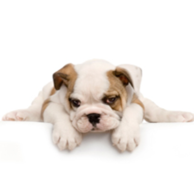 Shaggy's Dog Wash & Grooming