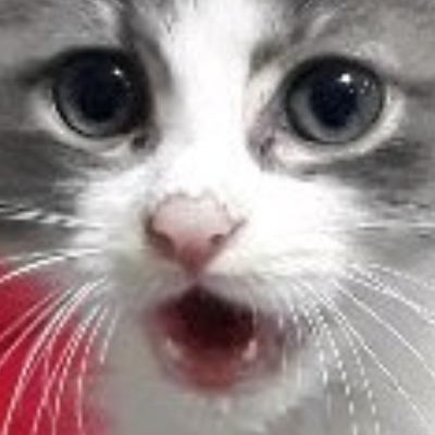 Bonus Kedi