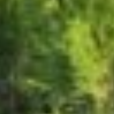 The RainForest Florist