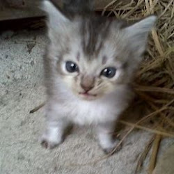 Delman Weeping