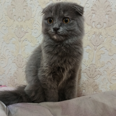 Кошачья мать