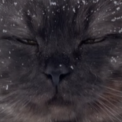 Кот Мыр