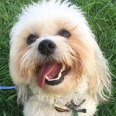 Kcpetcare | Dog Training And Boarding Services