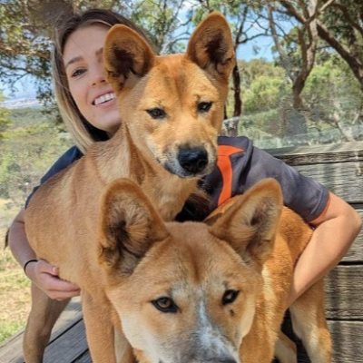Dingo