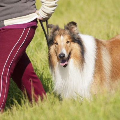 Four Paws Dog Retreat