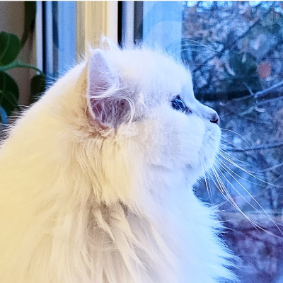 Brisnowmiracle