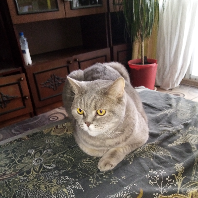 Владимир Огурцов