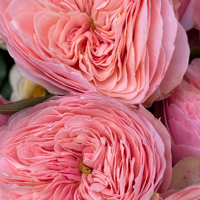In Bloom