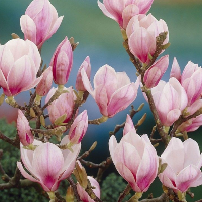 magnolica