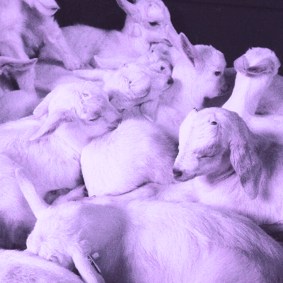 Purple Haze