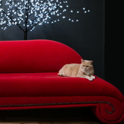Bayside Cat Resort