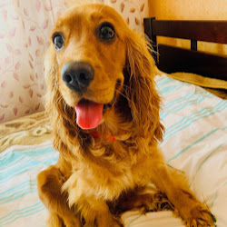 Голди Cocker