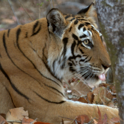 teerath singh