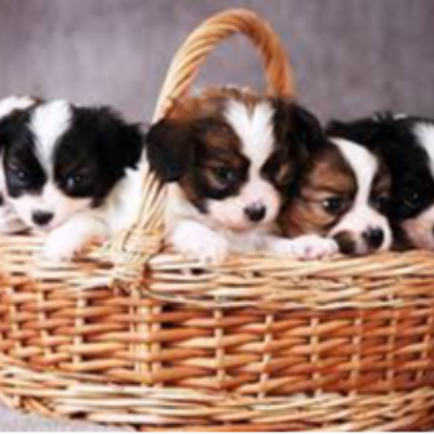 All For Your Pooch