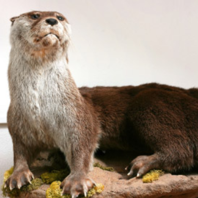 Delta Quest Taxidermy