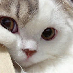 pew paw