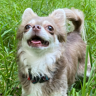 Chihua Lola