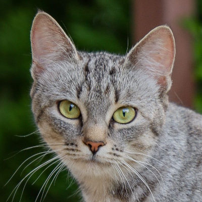 Egor