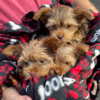 Hudson Valley Yorkies