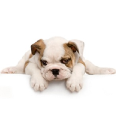 The Best Friend Pet Services