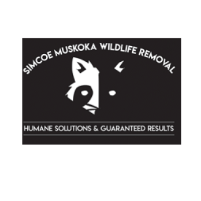 Simcoe Muskoka Wildlife Removal