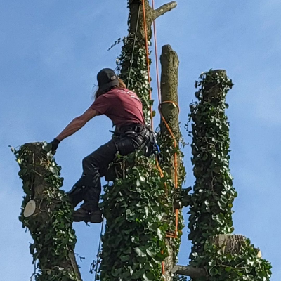 The Guys Tree Service