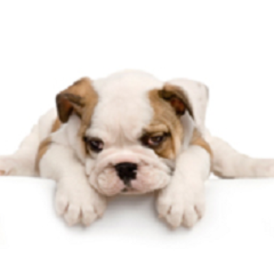 Pet Supplies Plus - Somersworth